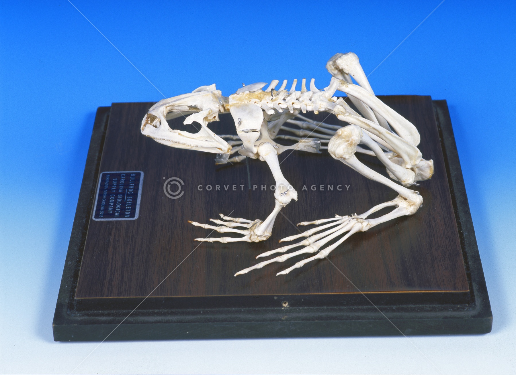 Corvet Photo Agency