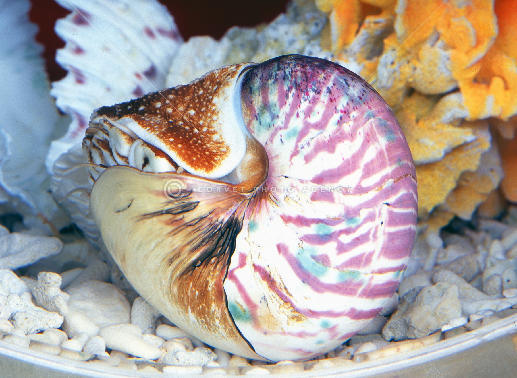 オウムガイ２個 61HDC66JNUL._AC_UF894,