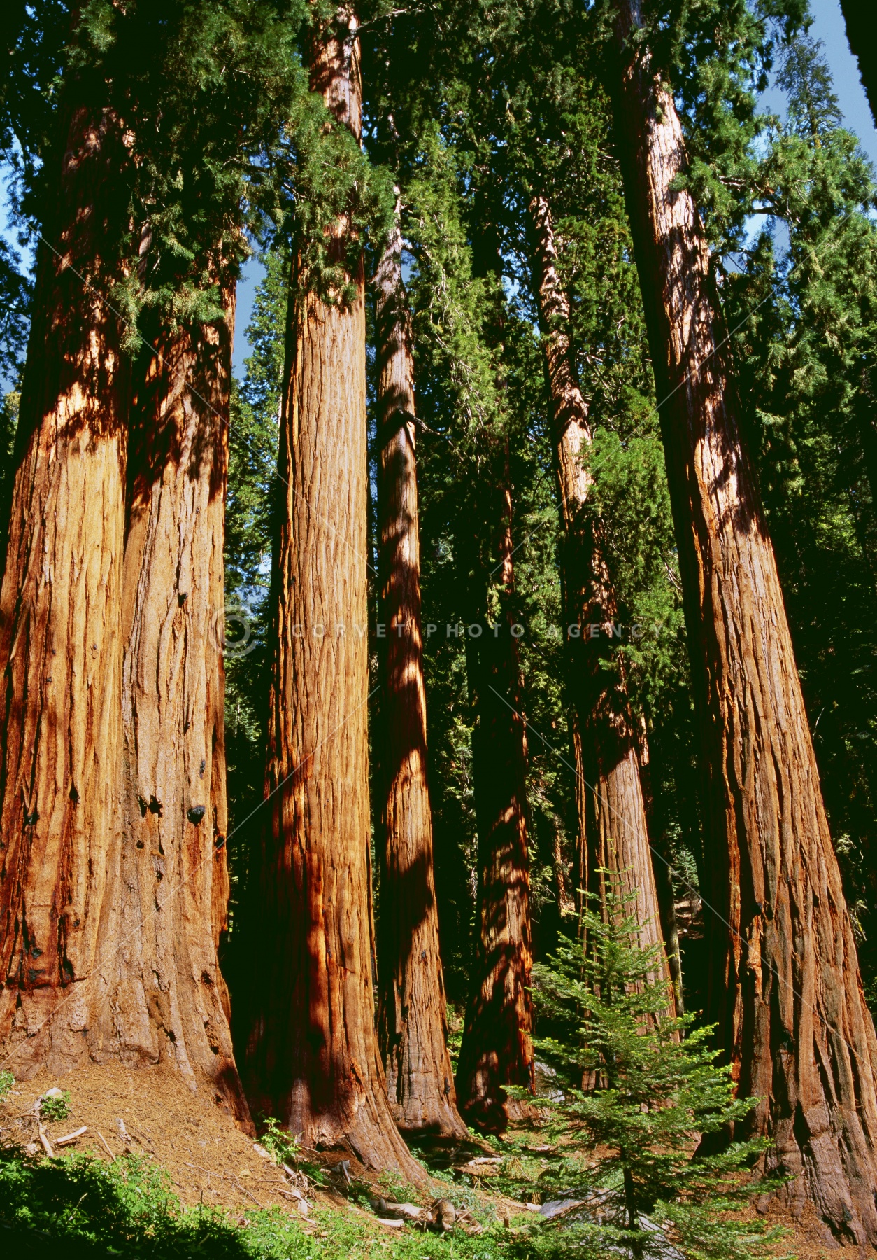 Corvet Photo Agency