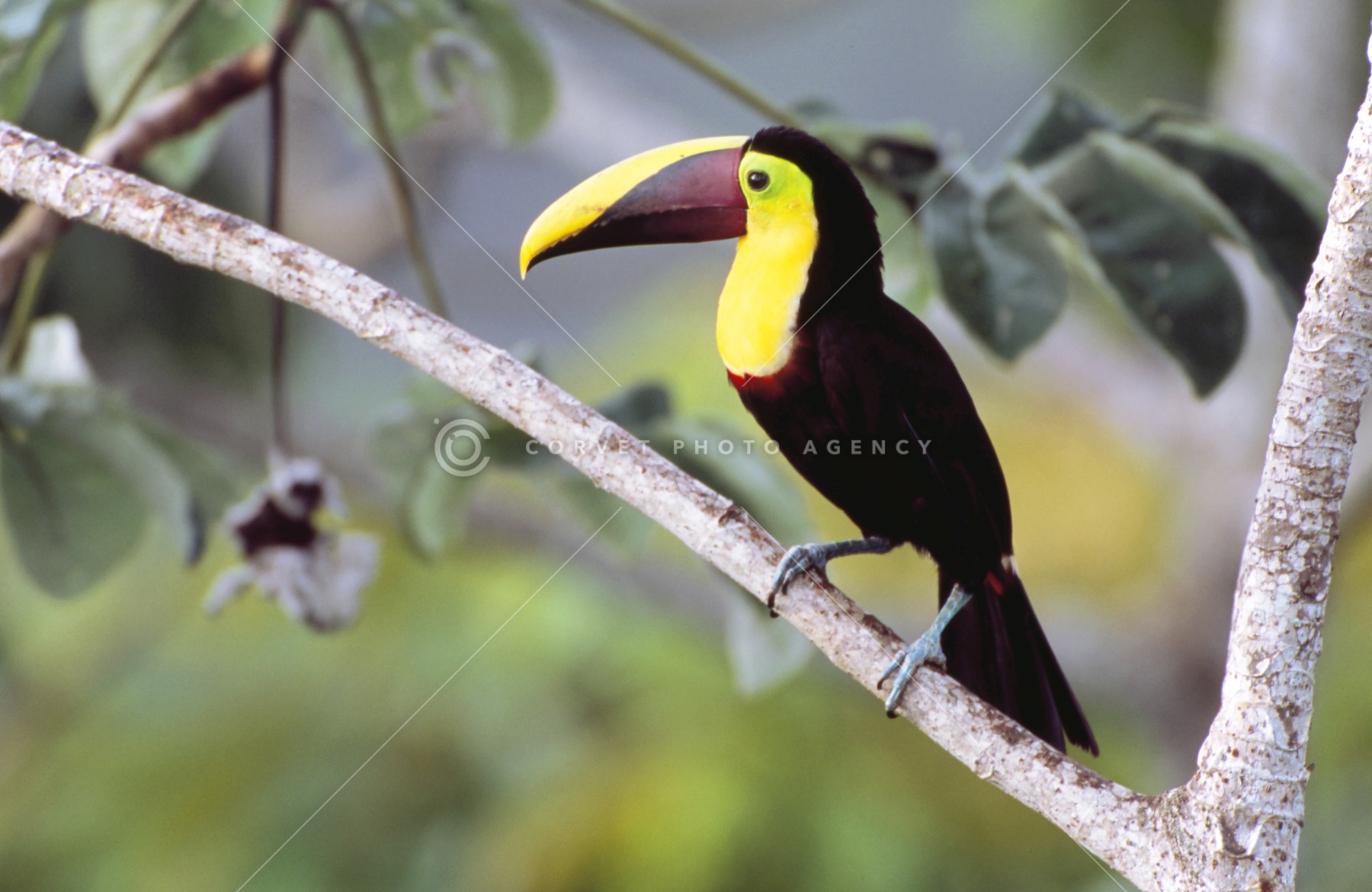 サンショクキムネオオハシ Ramphastos Sulfuratus