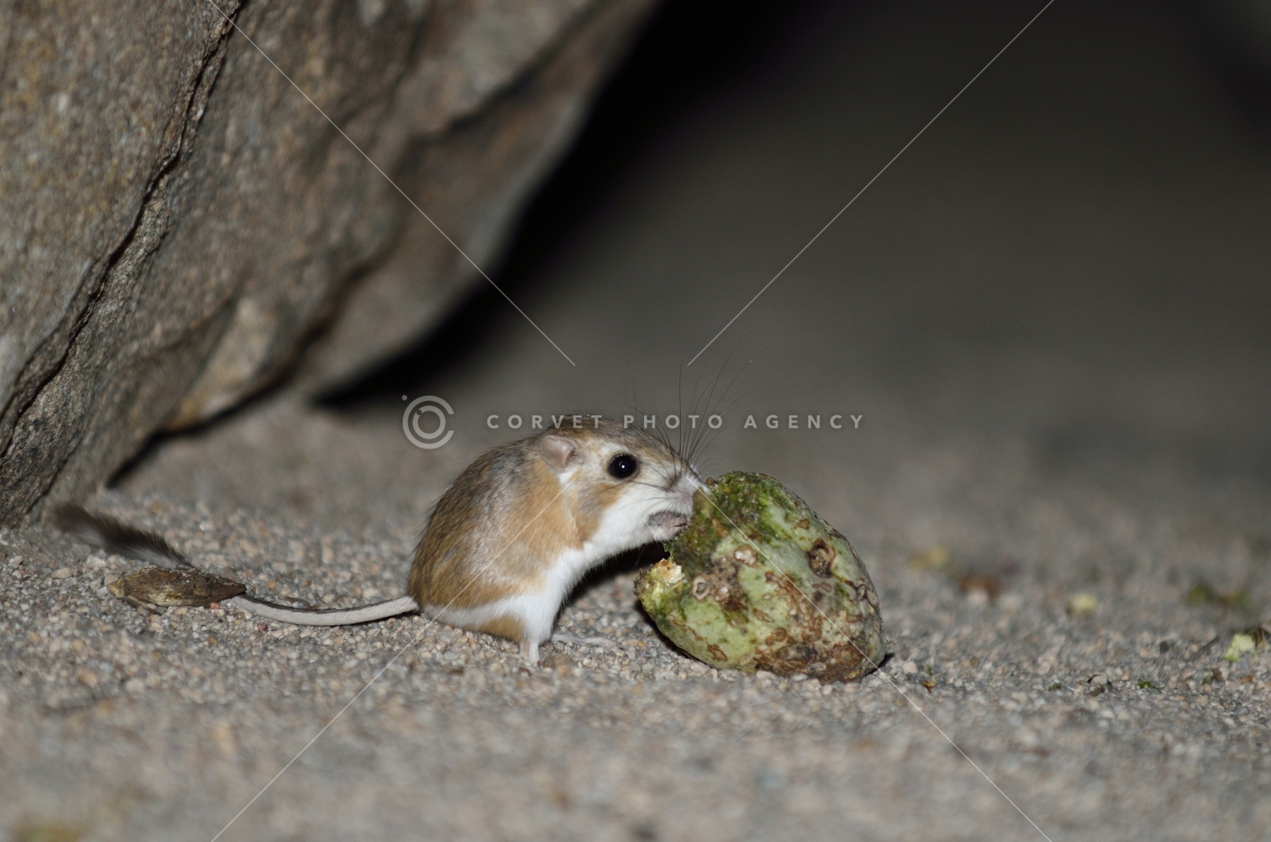 カンガルーネズミ Dipodomys Ingens
