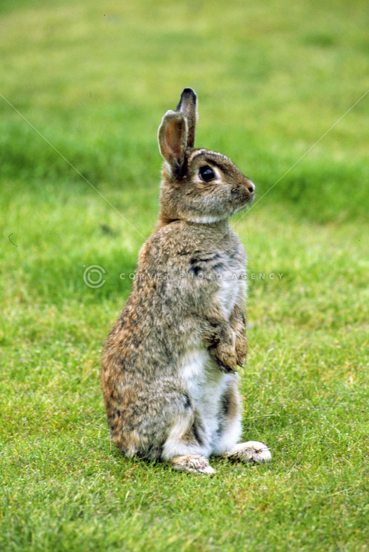 ウサギの写真 SIGMA】 C100-400mm F5-6.3 DG DN OSを持ってウサギの楽園へ