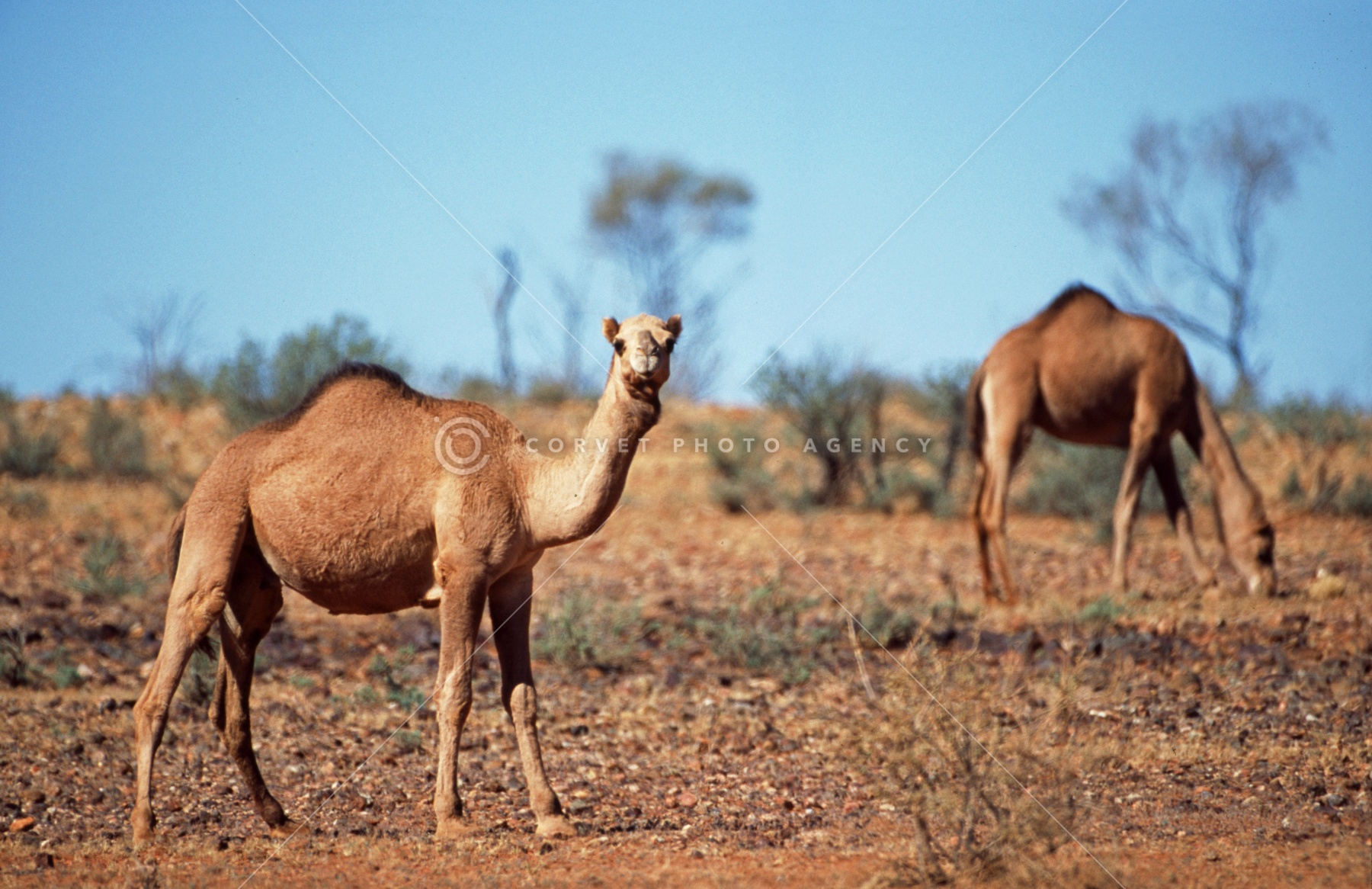 シュタイフ★Dromedary 24cm★ヒトコブラクダ/駱駝/Camel シュタイフ☆Dromedary 24cm☆ヒトコブラクダ/駱駝/Camel