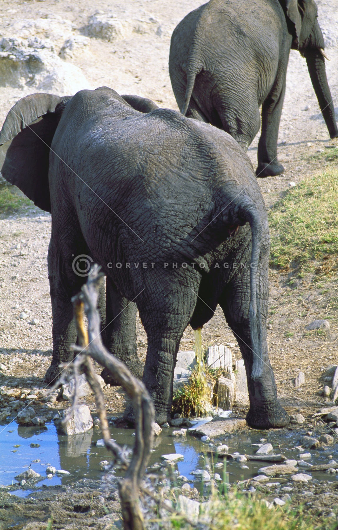 peeing africa 