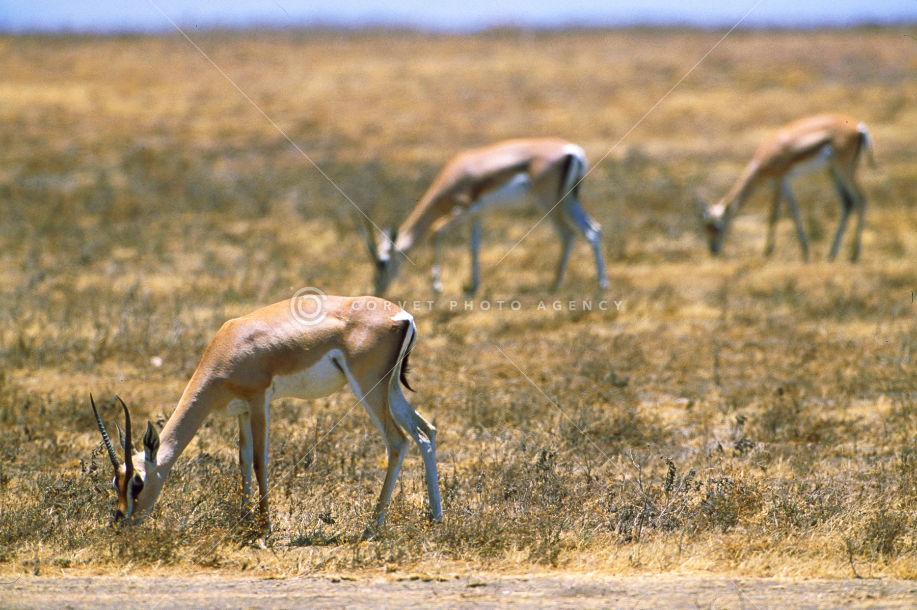 グラントガゼル Gazella Granti