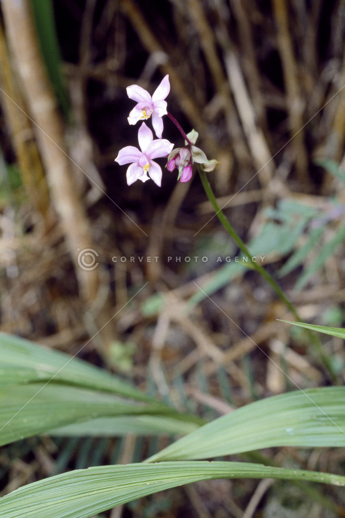 コウトウシラン Spathoglottis Plicata