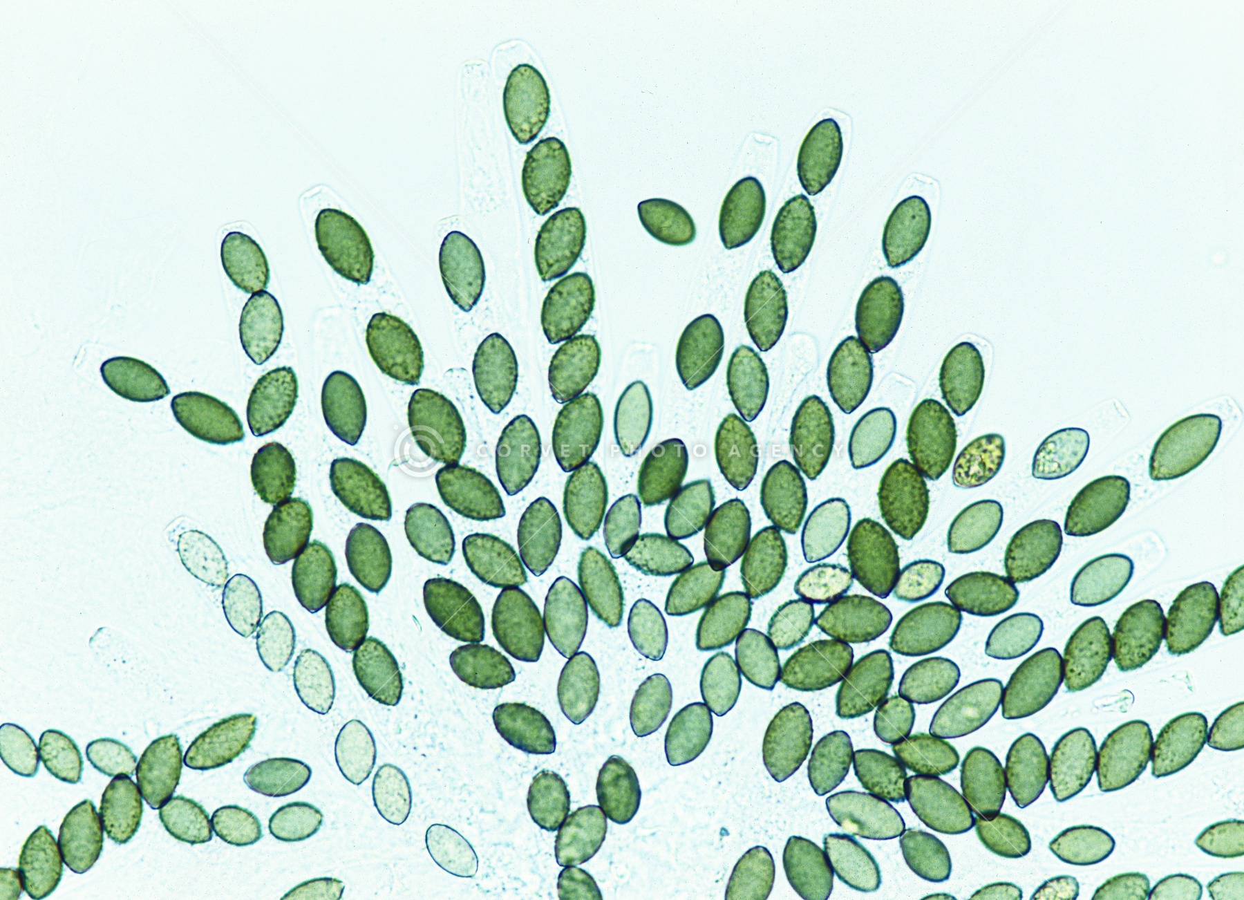 Corvet Photo Agency Corvet Photo Agency