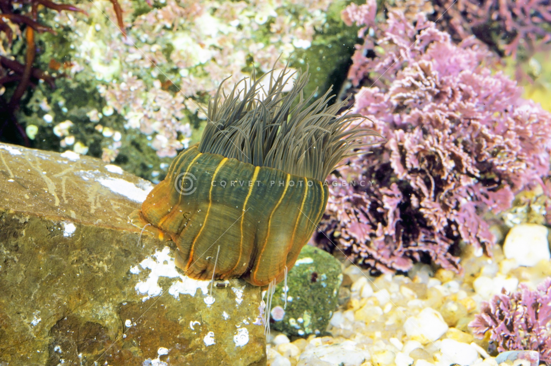 タテジマイソギンチャク Haliplanella Lineata
