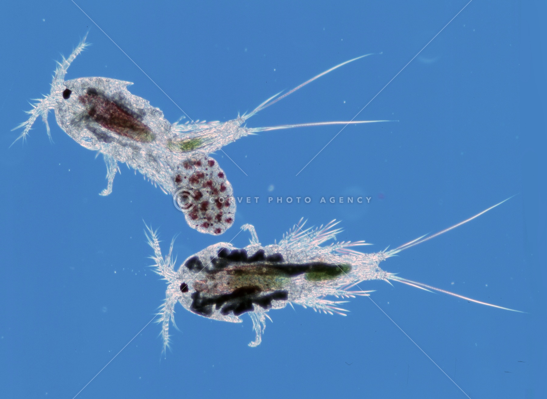 ☆ Copepods (カイアシ類-ケンミジンコ)/[マゼラン海峡の動物
