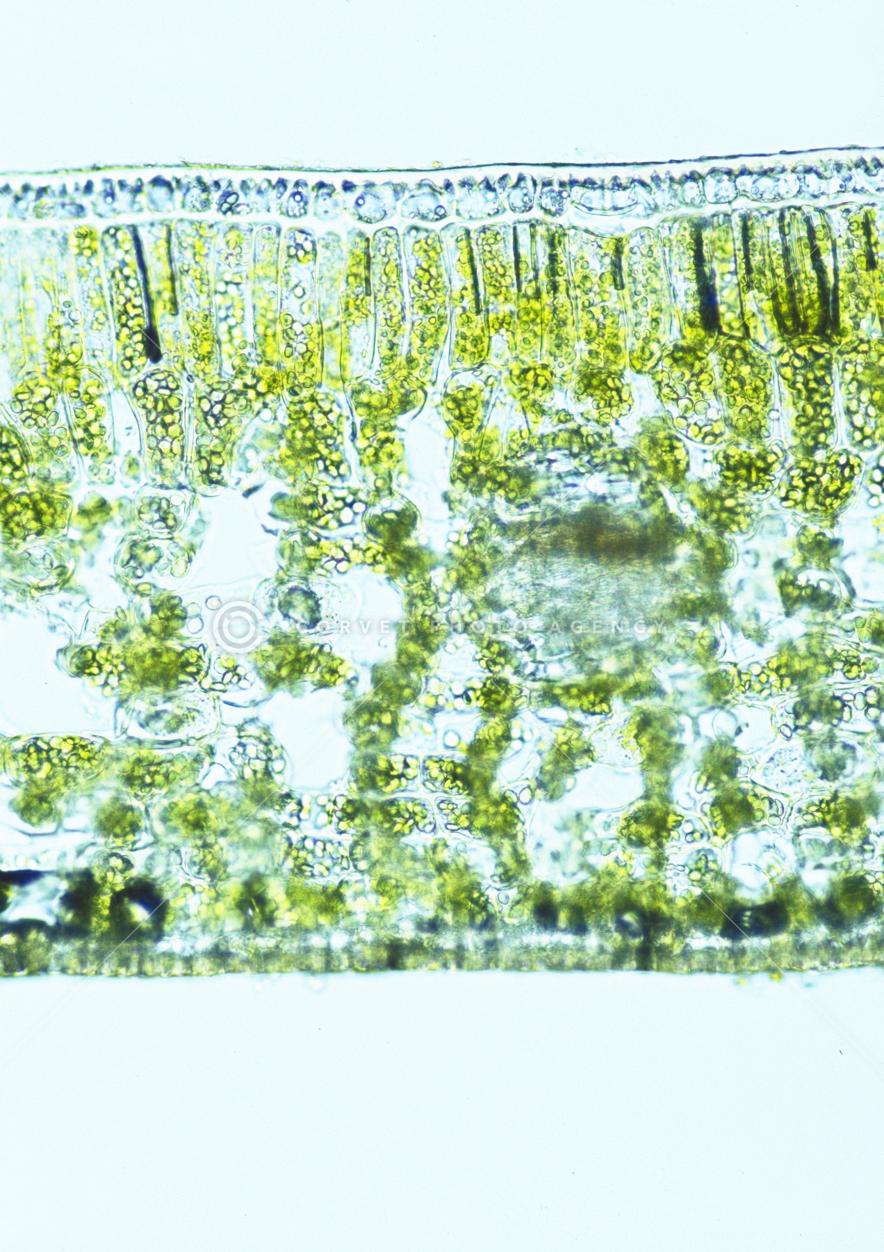 叶ページ Corvet Photo Agency