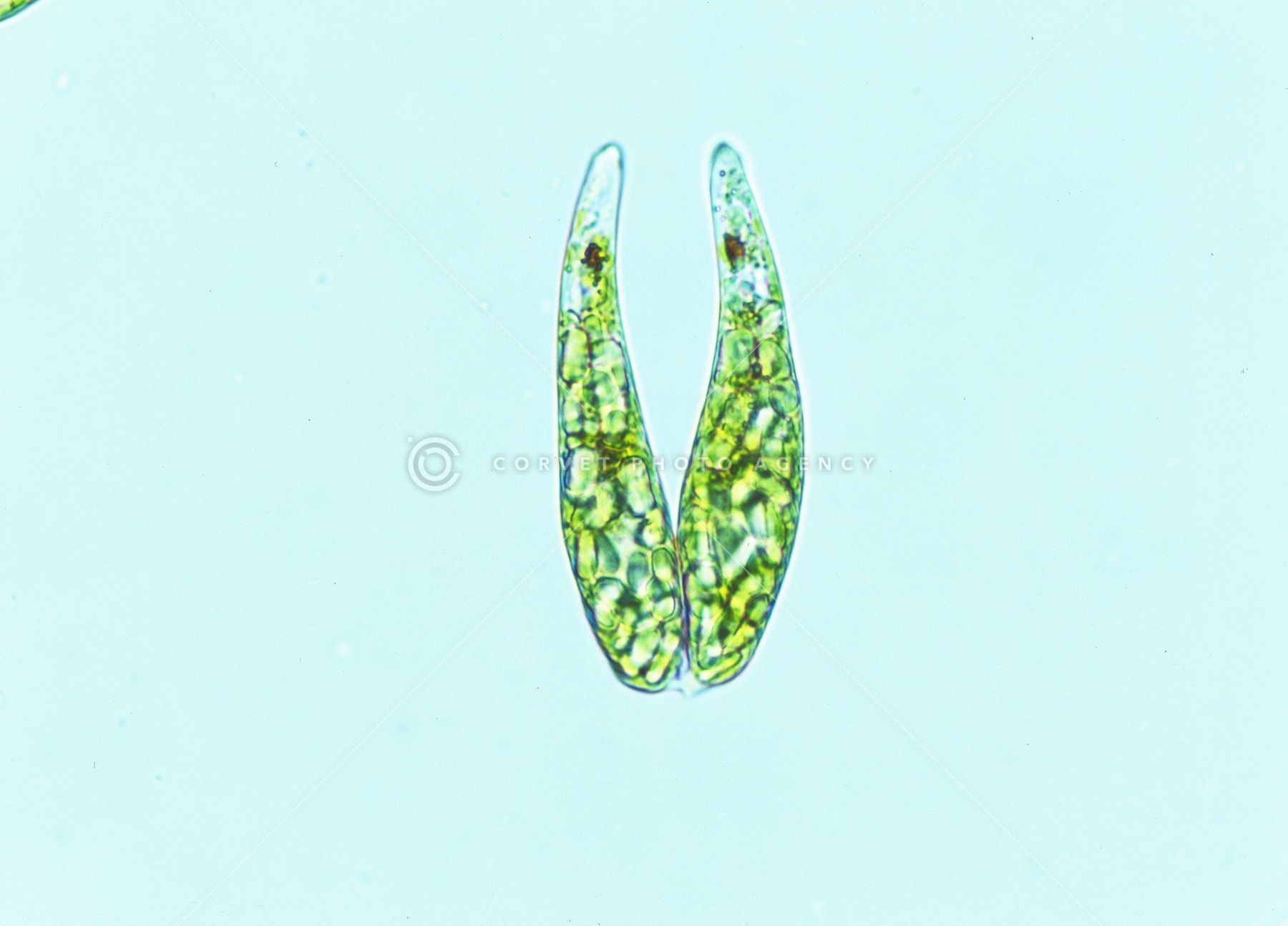 ミドリムシ① Euglenophyta: Euglenales: Euglena oxyuris