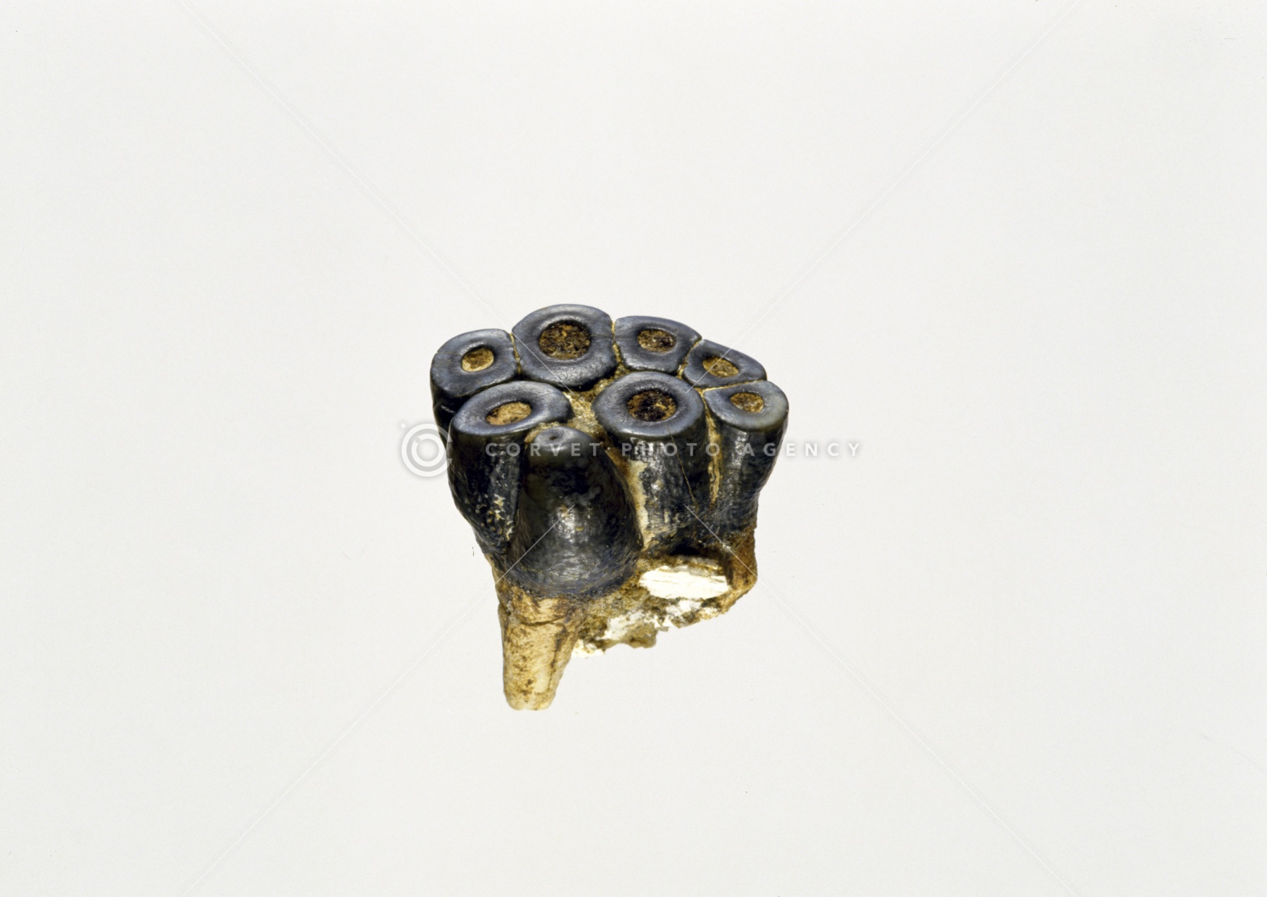 Corvet Photo Agency