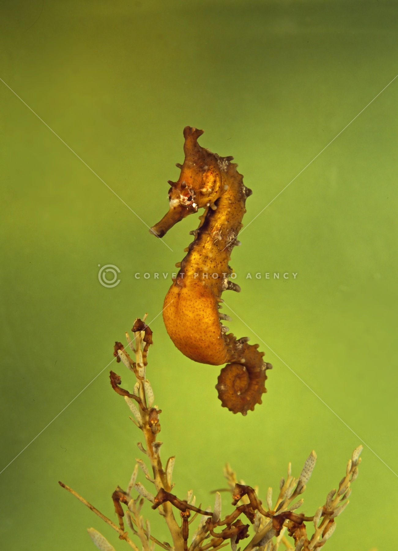 Corvet Photo Agency