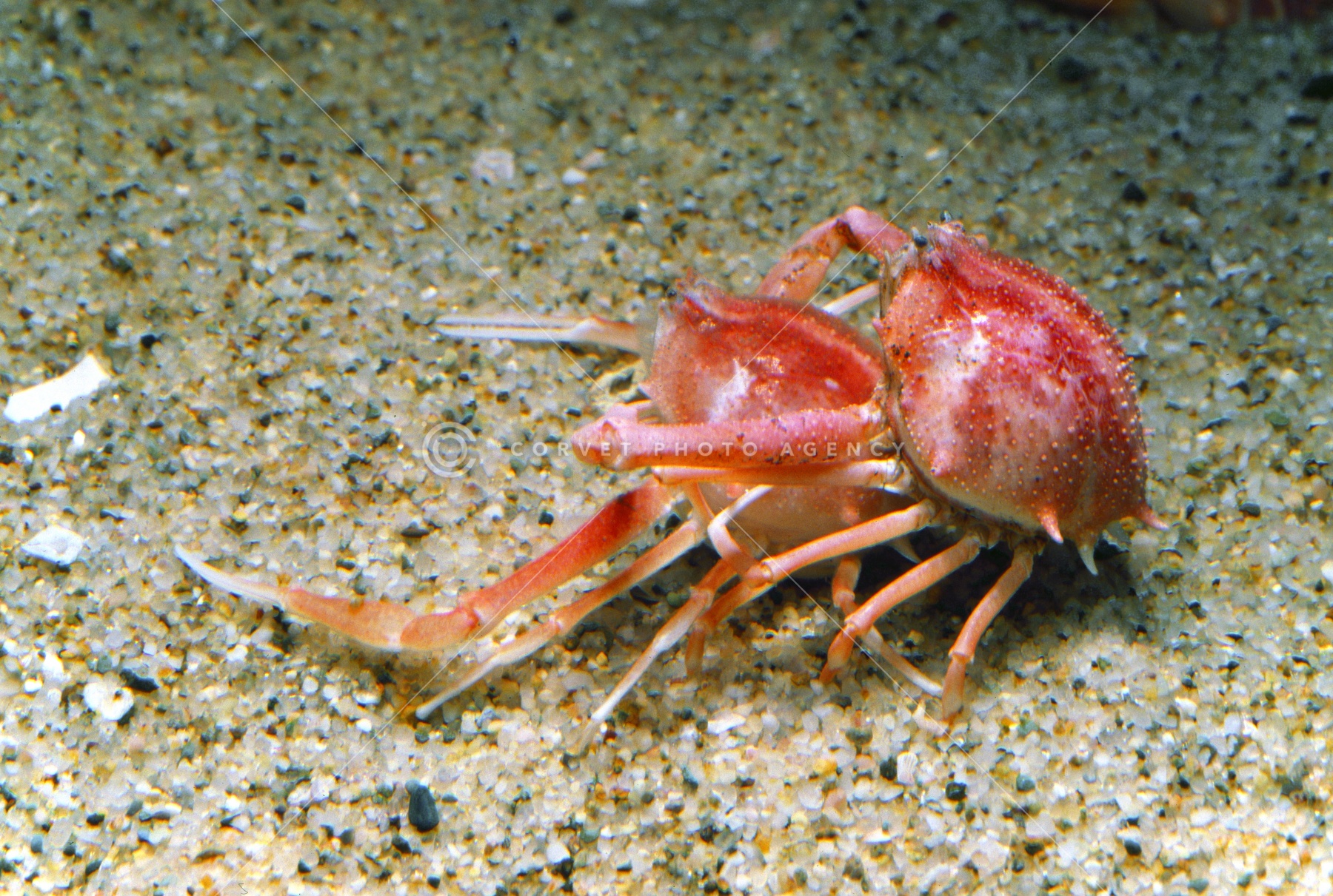 Arcania undecimspinosa ジュウイチトゲコブシ蟹 カニ 標本 yta008576.jpg