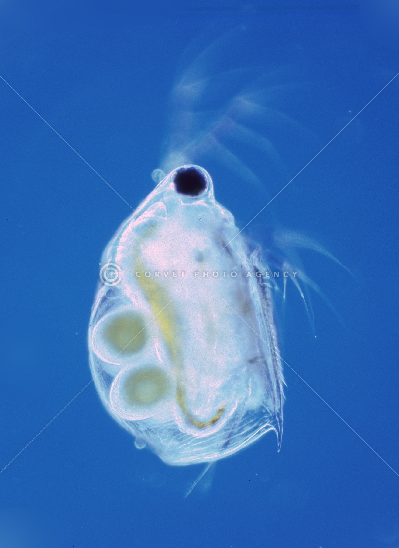 顕ページです！！ レーザー走査型顕微鏡 | Evident