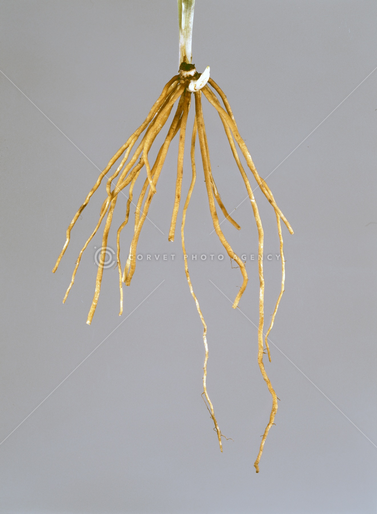 赤津芽 フェアレディZ Z33 VQ35DE エンジン 触媒ストレートパイプ