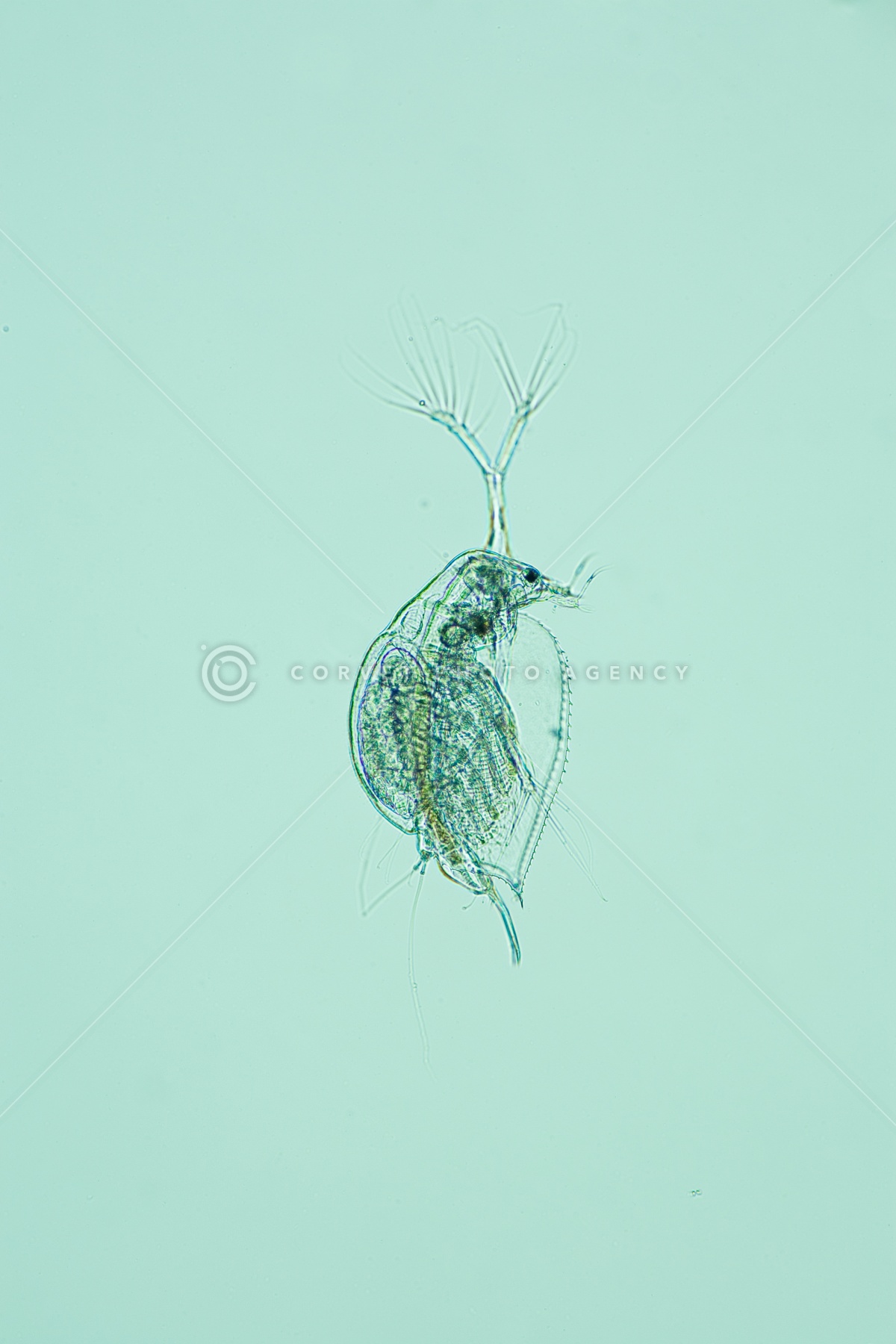 Corvet Photo Agency