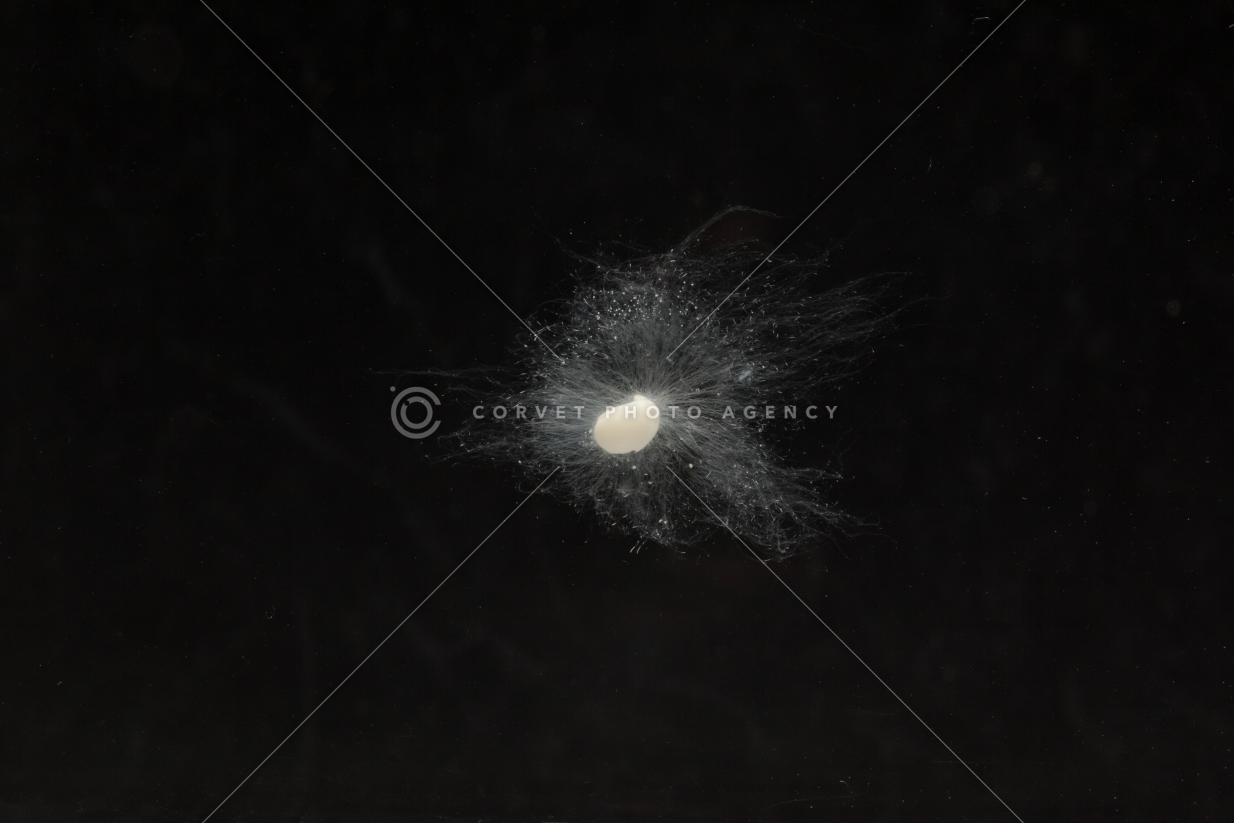 Corvet Photo Agency