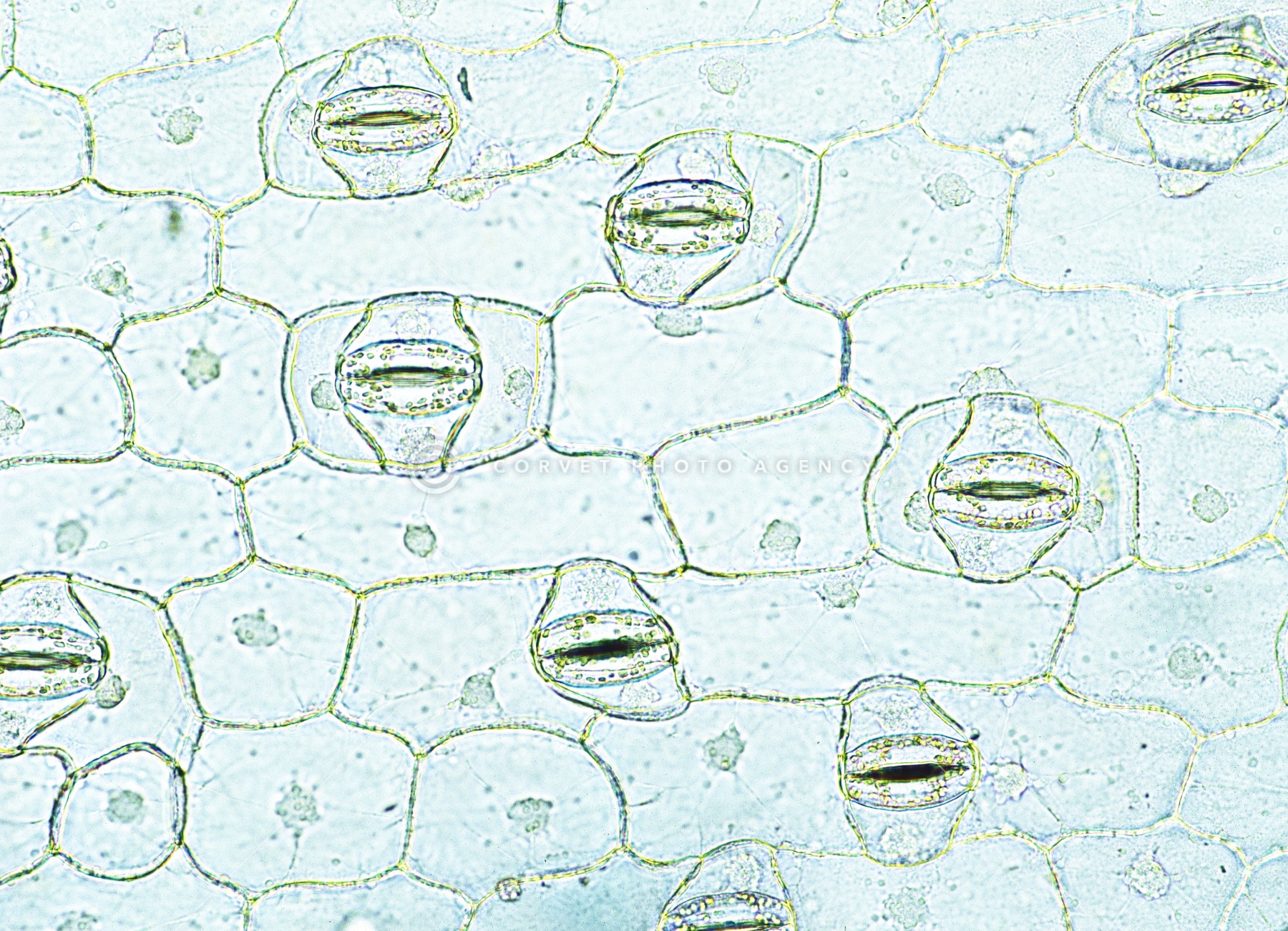 葉ページ DOG IS MY SALVATION(L(MEN) HEATHER GRAY/ヘザーグレー): TACOMA FUJI