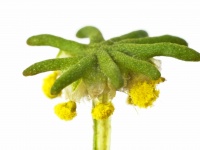 コケ植物