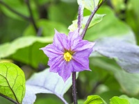 キク類 シソ類 ナス目
