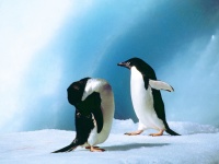 ペンギン目
