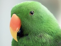 その他　鳥類