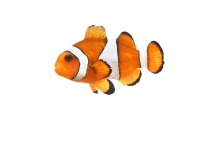 硬骨魚綱