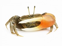 動物界 節足動物門　甲殻綱