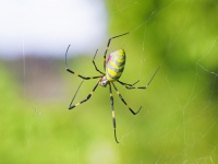動物界 節足動物門　昆虫以外