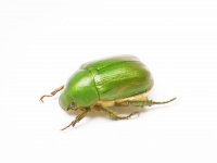 コウチュウ目