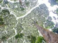 その他 植物分野