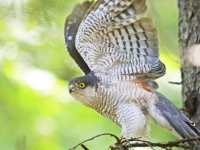 タカ目