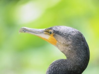 コウノトリ目