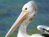 ペリカン目