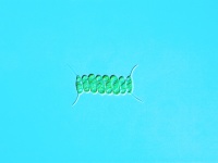 原生生物界