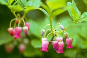 ヨウラクツツジ属 | Corvet Photo Agency