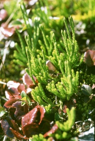 ヒカゲノカズラ目 | Corvet Photo Agency