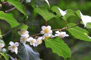 マタタビ科 | Corvet Photo Agency