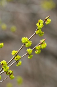 クロモジ属 | Corvet Photo Agency