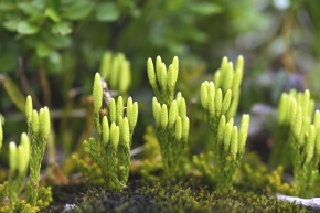 ヒカゲノカズラ目 | Corvet Photo Agency