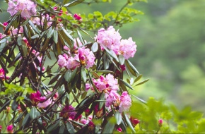 ツツジ属 | Corvet Photo Agency