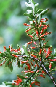 ヤドリギ科 | Corvet Photo Agency