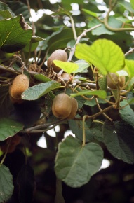 シマサルナシご確認用 マタタビ科 | Corvet Photo Agency