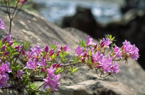 岩ツツジ イワツツジ（岩躑躅）