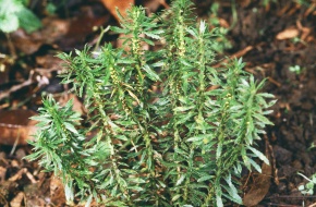 ヒカゲノカズラ属 | Corvet Photo Agency