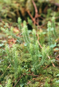 ヒカゲノカズラ属 | Corvet Photo Agency