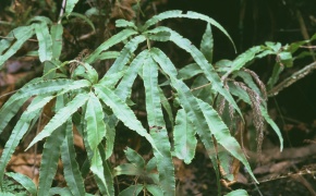 ミニ　イノモトソウ　４株 ユアサプライムス.com｜金庫 家庭用 小型 耐火金庫 KU-20MN 22.7