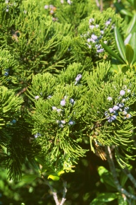 ビャクシン属 | Corvet Photo Agency