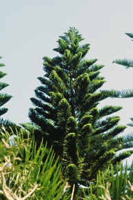 ナンヨウスギ属 Corvet Photo Agency